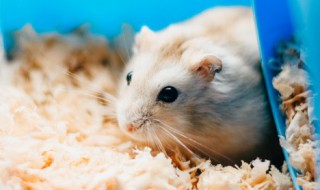 属鼠人牛年运势2021 属鼠人牛年运势2022