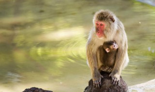 属猴牛年运势2021年运程(属猴2021运势详解)