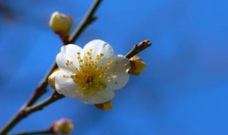 梅花香自苦寒来的特点（梅花香自苦寒来的赏析）