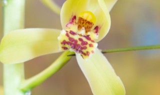 养殖兰花方法 兰花养殖方法详细