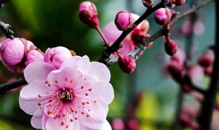 四季梅花的养殖方法和注意事项（花卉四季梅的养殖方法和注意事项）