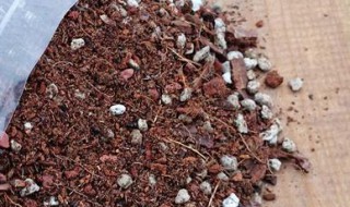 多肉种子保存方法 多肉种子能放多久