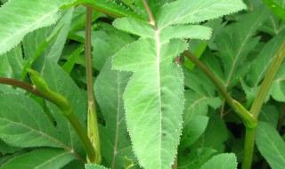 野辣菜长期保存方法（野生辣菜怎么腌制存放）