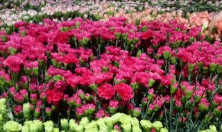 鲜切康乃馨保存方法(康乃馨的保鲜处理方法)