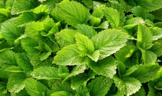 保存薄荷叶的方法 薄荷叶如何保存 薄荷叶储存的方法