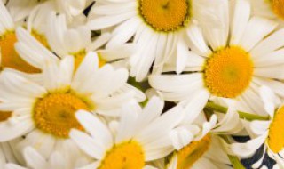 菊花决明子茶几天喝一次（菊花决明子茶一星期喝几次）