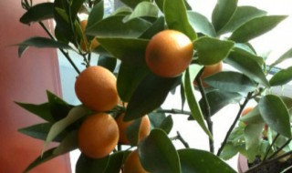 四季桔的养殖方法和注意事项 四季桔树怎么养