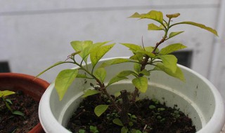 怎样扦插三角梅 怎样扦插三角梅?