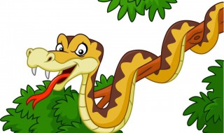 关于饲养宠物蛇的八个注意事项 宠物蛇饲养教程注意事项