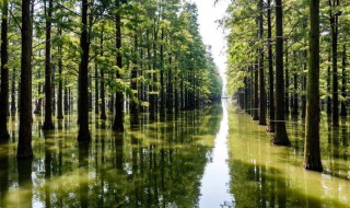 赞美水杉树的句子（形容水杉树的句子）