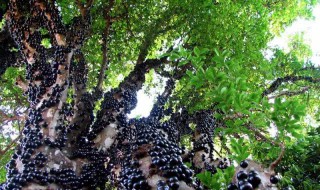 嘉宝果是什么水果(嘉宝果是什么地方的水果)