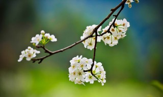 立春问候语（立春问候语图片好看的）