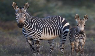 身体是黑白的动物都有哪些 哪些动物身上是黑白颜色的