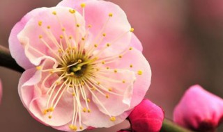 描写花儿的美丽的句子 描述花儿美丽的句子