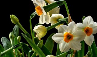 长水仙花养殖方法 水仙花怎么养殖