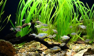 鳑鲏鱼的养殖方法 鮟鱇鱼如何养殖