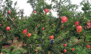 家庭种植石榴的方法 石榴的种植方法和技术