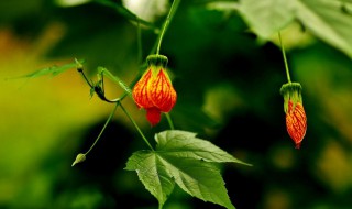 灯笼花种子种植方法 灯笼花繁殖栽培技术