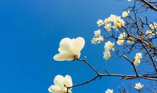 玉兰树的种植方法 玉兰树怎么栽