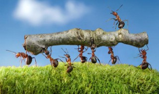 驱赶蚂蚁最有效方法（怎样有效驱赶蚂蚁）