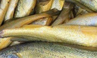 黄姑鱼的养殖技术（黄鳝鱼养殖）