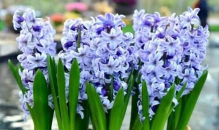 水培风信子的养殖方法 水培风信子的养殖方法和注意事项 视频