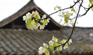 清明节祭祀注意事项 清明节祭祀讲究