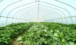 蔬菜种植出现烂根怎么解决 蔬菜烂根是什么病