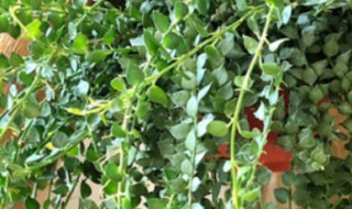 百万心吊兰的养殖方法和注意事项 养吊兰注意什么