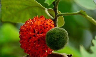 构树果实怎么吃（构树果实怎么吃可以补肾它的叶子可以吃么）