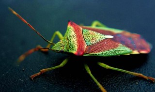 臭虫怎么灭 臭虫怎么灭完