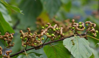 拐枣怎么剥皮 拐枣怎么剥皮吃