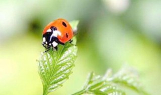 七星瓢虫在什么地方干什么（七星瓢虫一般在什么地方干什么）