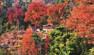 永嘉红枫古道有哪几条(永嘉红枫古道在哪里)