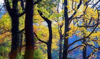 南黄古道几月份去最美（南黄古道什么时候去好）