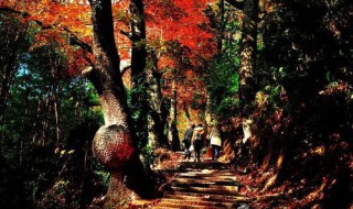 温州红枫古道在哪里（温州哪里有枫叶古道）