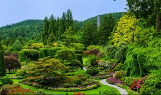 灌木和乔木的区别是什么（灌木和乔木有什么不同）