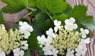 斗球和琼花的区别是什么 斗球麻球琼花