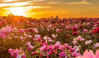 花青素是什么 花青素是什么类化合物