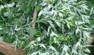 艾叶和益母草的区别有什么 艾叶和益母草的区别在哪