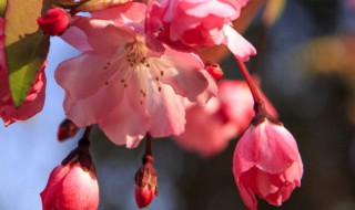 长寿冠海棠花的养殖方法和注意事项 长寿冠海棠花如何养