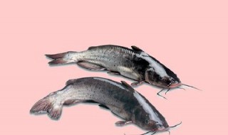 梭边鱼的正确养殖方法 梭边鱼养殖方法有哪些?