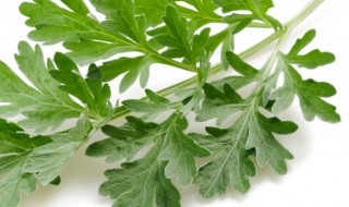 冷蒿和白蒿有什么区别 白蒿和艾蒿的区别