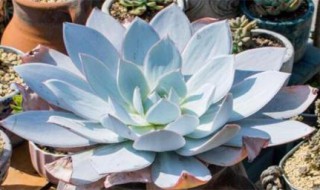 广寒宫多肉的养殖有什么注意事项 广寒宫多肉植物的养殖方法