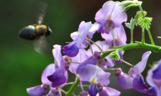 葛花跟紫藤花的区别有什么(葛花树与紫藤的区别)