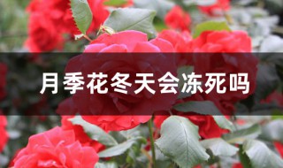 冬天月季花在户外会冻死吗 月季花冬天怕冻吗