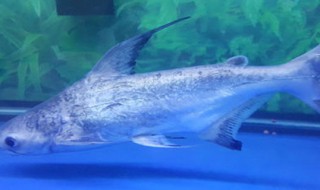 观赏鱼虎头鲨怎么养(虎头鲨观赏鱼怎么喂养)