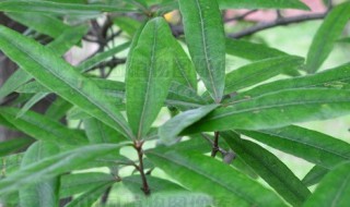 栎树是什么树（栎树是什么树值钱吗）