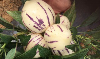 人参果放几天才会熟吗(人参果摘下来没熟要放多久才熟吗)