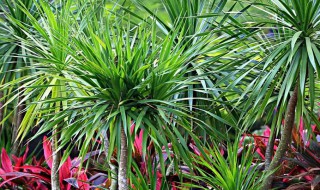 龙血树叶子剪还是掰（龙血树下边叶子要剪吗）